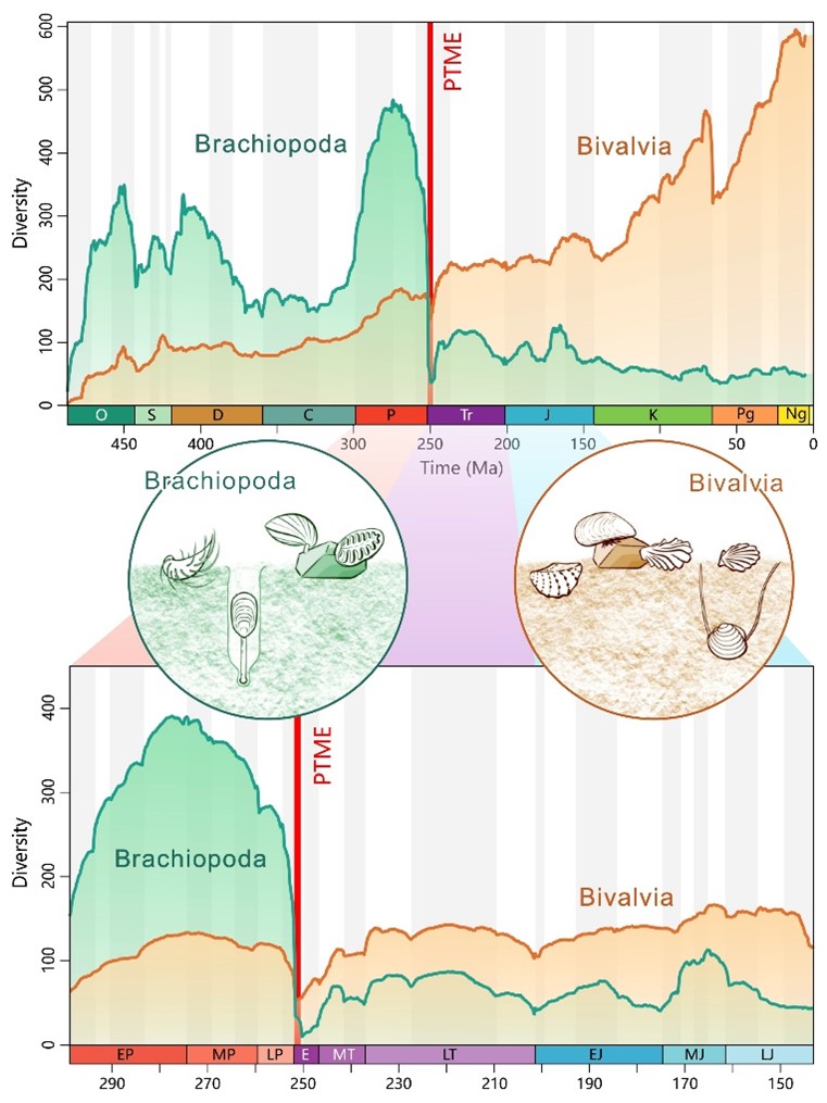 Diversities of brachiopods and bivalves over the past 500 Myr, showing the brachiopod-bivalve switch near the Permian-Triassic boundary. Credit Zhen Guo et al